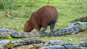 Luontohetki: Eläintarinoita: 07.02.2016 18.15