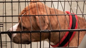 MOT: Ihmisen vaarallisin ystävä: 16.03.2016 14.00