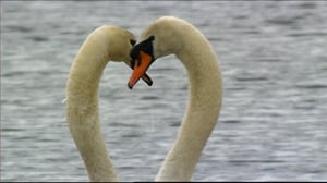 Luontoretkellä: Pariuskollisia eläimiä: 28.03.2016 21.00