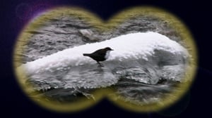 Lintumiehet: 06.11.2015 06.52