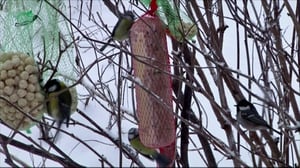 Lintumiehet: 13.11.2015 06.58