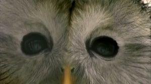 Lintumiehet: 25.12.2015 06.52