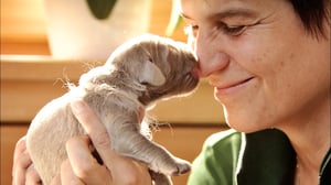 Tiededokumentti: Koira kumppanina: 28.04.2016 19.00