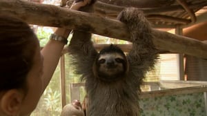 Luontomatkalla Costa Ricassa: 28.10.2015 10.30