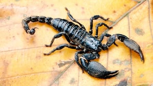 Avara luonto: Skorpionit: 24.03.2016 16.00