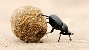 Luontohetki: Erikoisia ekosysteemejä: 14.02.2016 18.15