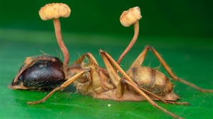 Prisma: Oudoimmat luonnonilmiöt: 20.03.2016 12.36