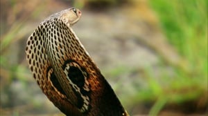 Värikäs Intia: 21.11.2015 19.05