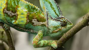 Luontohetki: Attenborough'n erikoiset: 29.02.2016 00.25