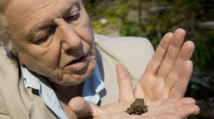 Luontohetki: Attenborough'n erikoiset: 06.03.2016 23.35