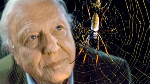 Luontohetki: Attenborough'n erikoiset: 25.10.2015 18.15