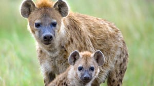 Luontohetki: Attenborough'n erikoiset: 01.11.2015 18.15