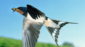 Luontohetki: Attenborough'n erikoiset: 08.11.2015 18.15