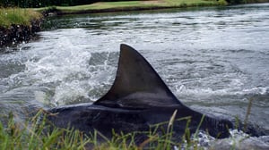 Prisma: Oudoimmat luonnonilmiöt: 03.01.2016 10.00