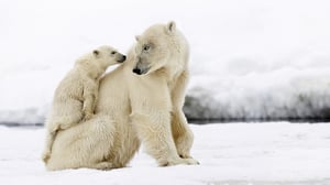 Avara luonto: Lumen keskelle syntyneet: 09.01.2016 18.40