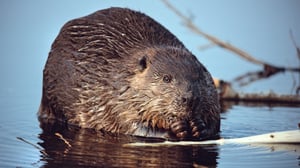 Majavien valtakunta: 09.03.2016 08.00