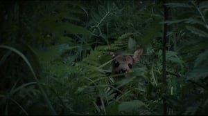 Luonnon öiset kulkijat (S): 09.11.2015 18.30