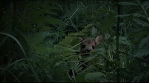 Luonnon öiset kulkijat (S): 23.11.2015 18.30