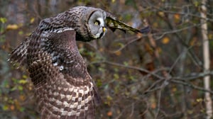 Tarinoita metsästä: Lapinpöllö: 01.11.2015 18.40