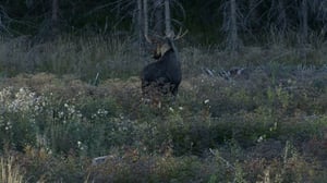 Pohjolan luonto (S): 25.10.2015 19.30