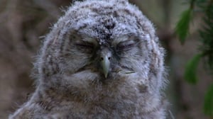 Pohjolan luonto (S): 01.11.2015 19.30