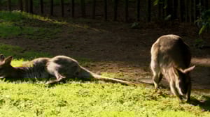 Tarinoita maailmalta: Kengurun loikka: 15.01.2016 07.40