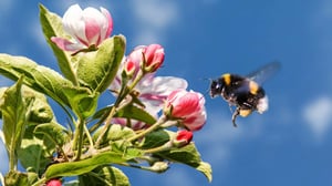 Avara luonto: Kimalaisten salaisuudet: 07.05.2016 18.45