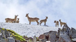 Avara luonto: Kaukasus: 27.02.2016 18.40