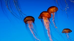 Tiededokumentti: Tuholaiset uhkaavat: 07.01.2016 19.00