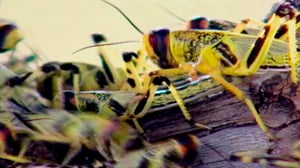 Tiededokumentti: Tuholaiset uhkaavat: 21.01.2016 19.00