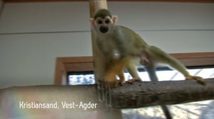 Norjaa ristiin rastiin: 31.12.2015 10.54