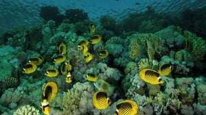 Saltstraumenin vedenalainen maailma: 30.03.2016 12.00