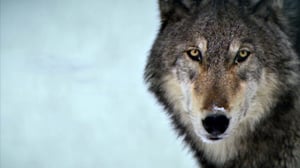 Avara luonto: Yellowstonen naarassusi: 05.12.2015 18.45