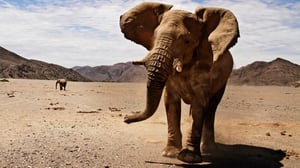 Avara luonto: Hoanibin aavikkoelefantit: 21.11.2015 18.45