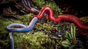 Avara luonto: Monsuunin maat: 16.04.2016 18.45