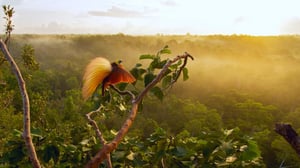 Avara luonto: Attenborough'n lempilinnut: 02.01.2016 18.39