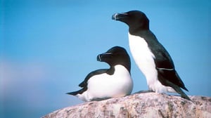 Ruokki - lentävä pingviini (S): 08.03.2016 11.00