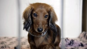 Eläimet lähellä sydäntä: 20.11.2015 16.30