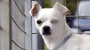 Eläimet lähellä sydäntä: 04.12.2015 16.30