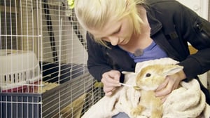 Eläimet lähellä sydäntä: 18.12.2015 13.25