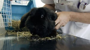 Eläimet lähellä sydäntä: 07.01.2016 16.20