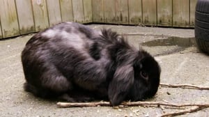 Eläimet lähellä sydäntä: 05.02.2016 16.30