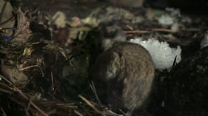 Norjan eläimiä: 13.03.2016 19.50