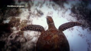 Luontomatkalla: 24.12.2015 21.00