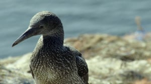 Luontomatkalla: 07.01.2016 21.00