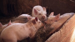 Dokumenttiprojekti: Kylä: 18.04.2016 21.30