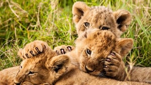 Avara luonto: Elämän tarina: 16.01.2016 18.40