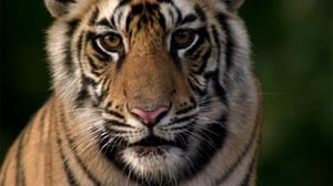 Avara luonto: Elämän tarina: 23.01.2016 18.40