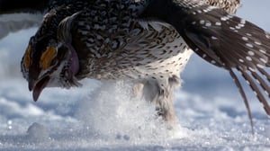 Avara luonto: Elämän tarina: 06.02.2016 18.40