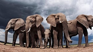 Avara luonto: Elämän tarina: 20.02.2016 18.40